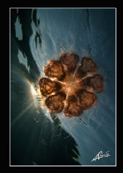 another jelly encounter while snorkeling... by Adriano Trapani 